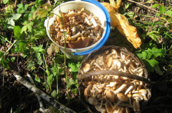 Сбор грибов - как собирать грибы